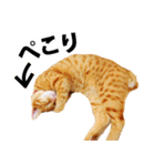 ペットのビビにゃん（個別スタンプ：23）