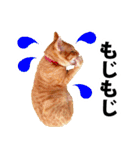ペットのビビにゃん（個別スタンプ：25）