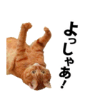 ペットのビビにゃん（個別スタンプ：28）