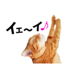 ペットのビビにゃん（個別スタンプ：30）
