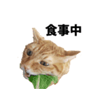 ペットのビビにゃん（個別スタンプ：31）