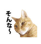 ペットのビビにゃん（個別スタンプ：32）