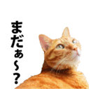 ペットのビビにゃん（個別スタンプ：33）