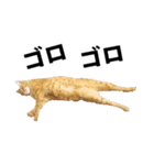 ペットのビビにゃん（個別スタンプ：35）
