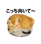 ペットのビビにゃん（個別スタンプ：38）