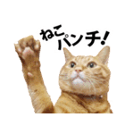ペットのビビにゃん（個別スタンプ：40）