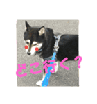 黒柴りん♪part2（個別スタンプ：4）