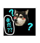 黒柴りん♪part2（個別スタンプ：10）