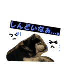 黒柴りん♪part2（個別スタンプ：12）