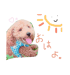フェレット＆ドッグ/（個別スタンプ：2）