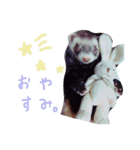 フェレット＆ドッグ/（個別スタンプ：3）