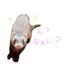 フェレット＆ドッグ/（個別スタンプ：5）