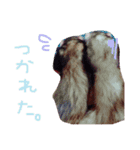 フェレット＆ドッグ/（個別スタンプ：6）
