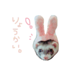 フェレット＆ドッグ/（個別スタンプ：8）