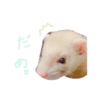 フェレット＆ドッグ/（個別スタンプ：9）