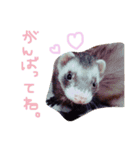フェレット＆ドッグ/（個別スタンプ：11）