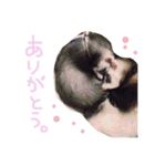 フェレット＆ドッグ/（個別スタンプ：12）