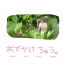 フェレット＆ドッグ/（個別スタンプ：16）
