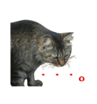 ねこねこ色々スタンプ。～日常会話編～（個別スタンプ：1）