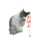 ねこねこ色々スタンプ。～日常会話編～（個別スタンプ：2）