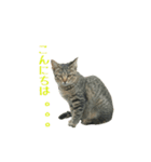 ねこねこ色々スタンプ。～日常会話編～（個別スタンプ：3）