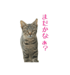 ねこねこ色々スタンプ。～日常会話編～（個別スタンプ：4）
