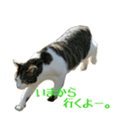 ねこねこ色々スタンプ。～日常会話編～（個別スタンプ：5）