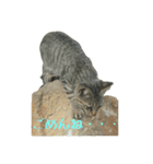 ねこねこ色々スタンプ。～日常会話編～（個別スタンプ：6）