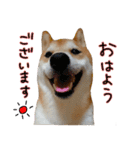 柴犬ソラ君の便利な日常会話スタンプ（個別スタンプ：1）
