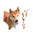柴犬ソラ君の便利な日常会話スタンプ（個別スタンプ：2）