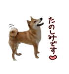 柴犬ソラ君の便利な日常会話スタンプ（個別スタンプ：3）