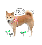 柴犬ソラ君の便利な日常会話スタンプ（個別スタンプ：4）