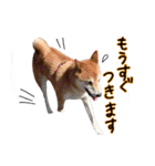 柴犬ソラ君の便利な日常会話スタンプ（個別スタンプ：5）
