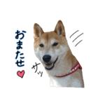 柴犬ソラ君の便利な日常会話スタンプ（個別スタンプ：6）