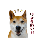 柴犬ソラ君の便利な日常会話スタンプ（個別スタンプ：8）