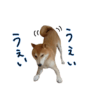 柴犬ソラ君の便利な日常会話スタンプ（個別スタンプ：9）