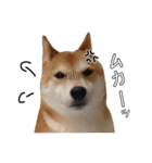 柴犬ソラ君の便利な日常会話スタンプ（個別スタンプ：12）