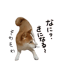柴犬ソラ君の便利な日常会話スタンプ（個別スタンプ：14）