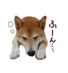 柴犬ソラ君の便利な日常会話スタンプ（個別スタンプ：16）