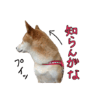 柴犬ソラ君の便利な日常会話スタンプ（個別スタンプ：17）