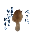 柴犬ソラ君の便利な日常会話スタンプ（個別スタンプ：18）