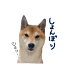 柴犬ソラ君の便利な日常会話スタンプ（個別スタンプ：19）
