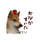柴犬ソラ君の便利な日常会話スタンプ（個別スタンプ：22）