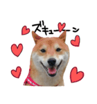 柴犬ソラ君の便利な日常会話スタンプ（個別スタンプ：23）