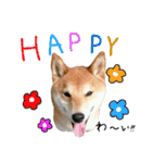 柴犬ソラ君の便利な日常会話スタンプ（個別スタンプ：25）