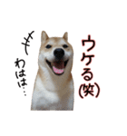 柴犬ソラ君の便利な日常会話スタンプ（個別スタンプ：26）
