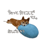 柴犬ソラ君の便利な日常会話スタンプ（個別スタンプ：27）