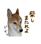柴犬ソラ君の便利な日常会話スタンプ（個別スタンプ：28）