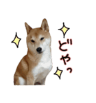 柴犬ソラ君の便利な日常会話スタンプ（個別スタンプ：29）