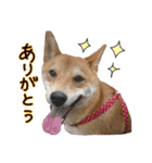 柴犬ソラ君の便利な日常会話スタンプ（個別スタンプ：30）